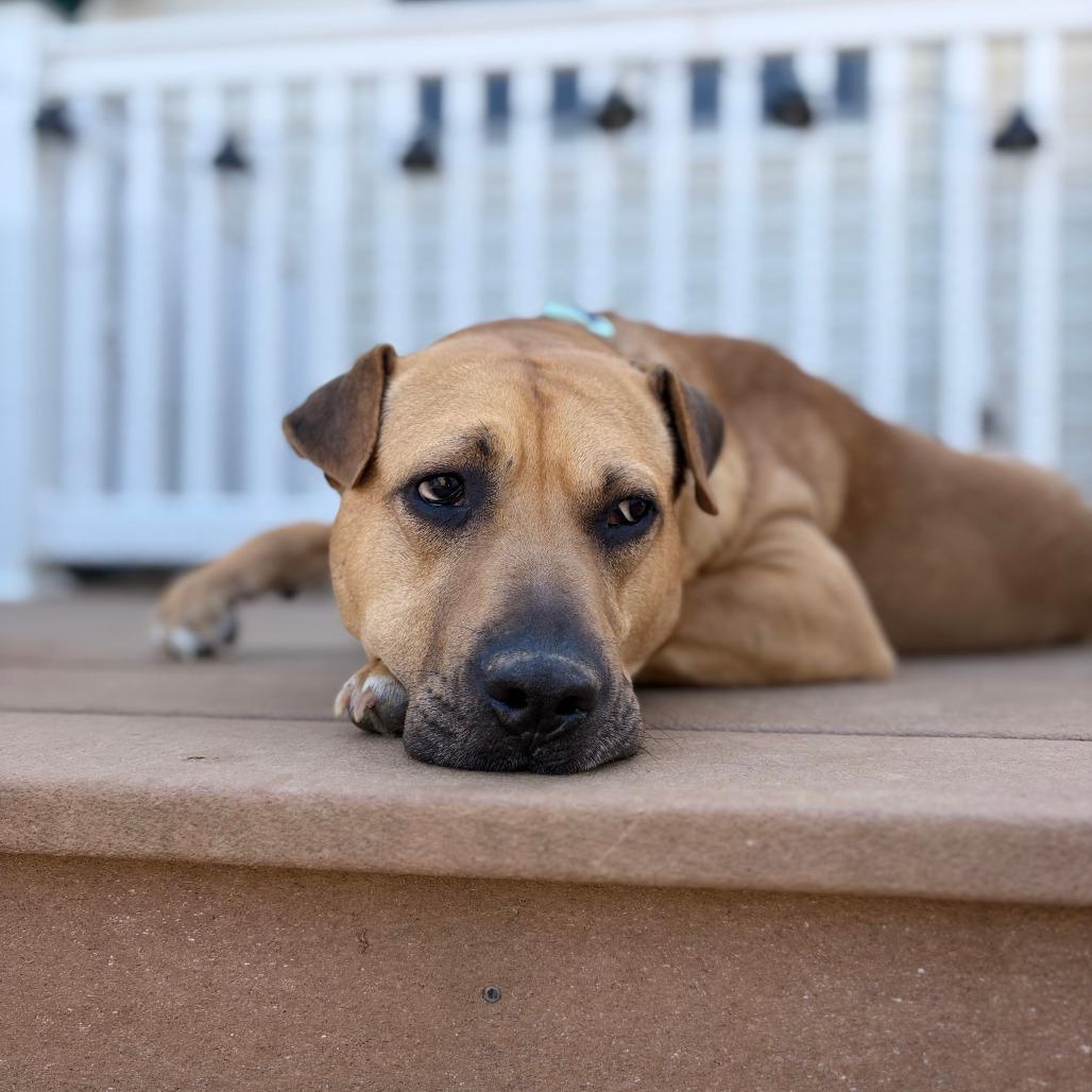 Scully, a Adoptable mixed breed in Alexandria, VA image 2/6