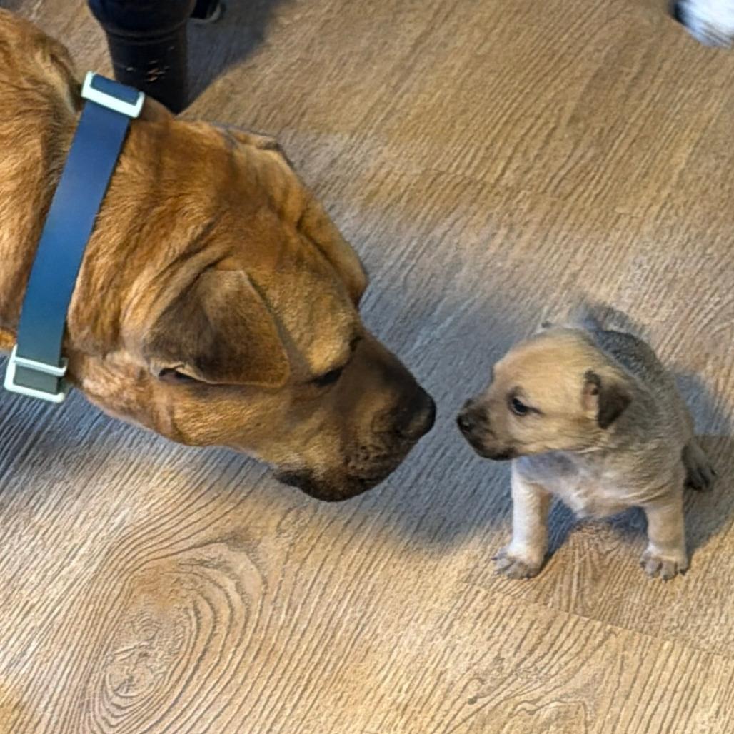 Scully, a Adoptable mixed breed in Alexandria, VA image 3/6