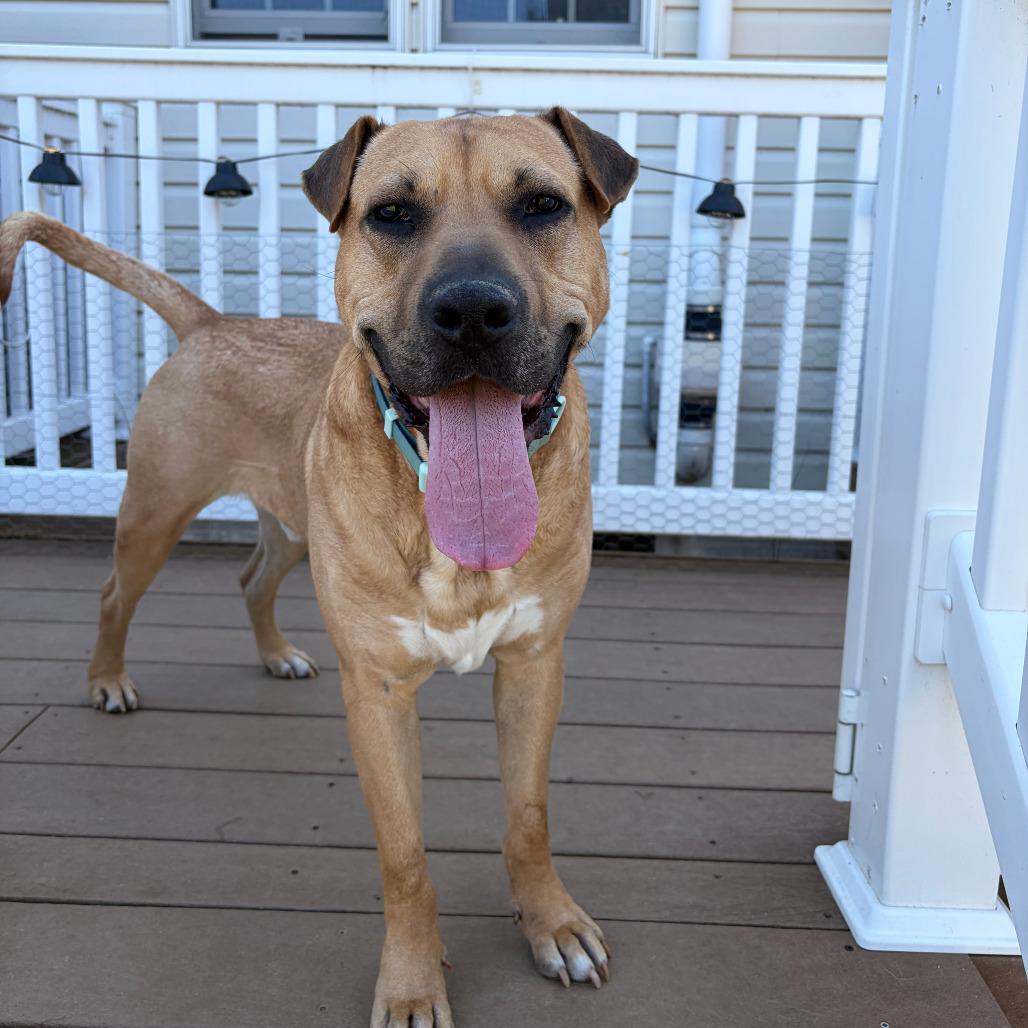 Scully, a Adoptable mixed breed in Alexandria, VA image 4/6