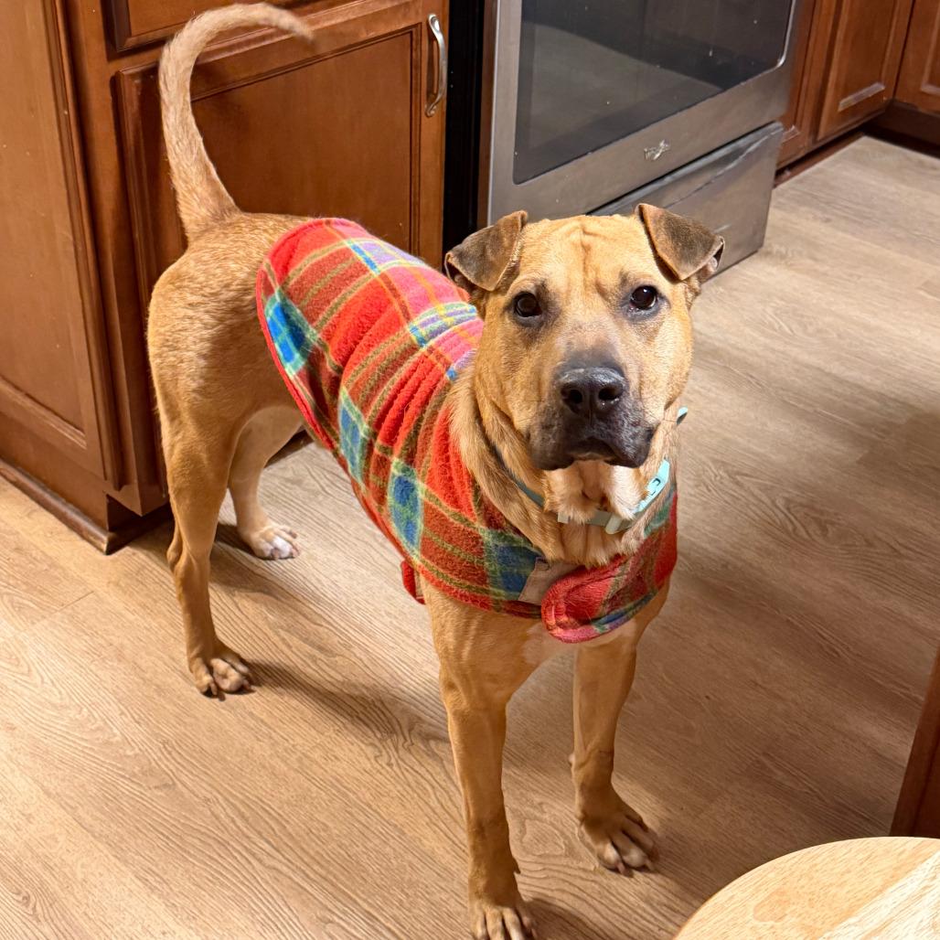 Enlarge Skull, a Adoptable mixed breed in Alexandria, VA image 4/6