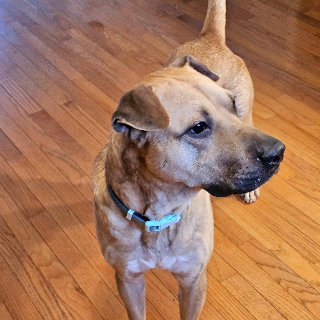 Enlarge Skull, a Adoptable mixed breed in Alexandria, VA image 5/6