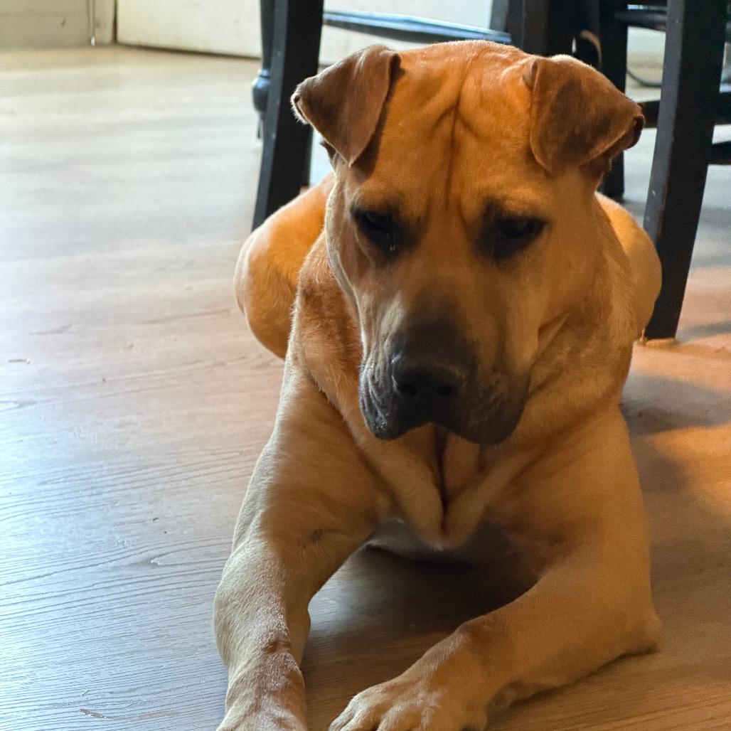 Scully, a Adoptable mixed breed in Alexandria, VA image 6/6