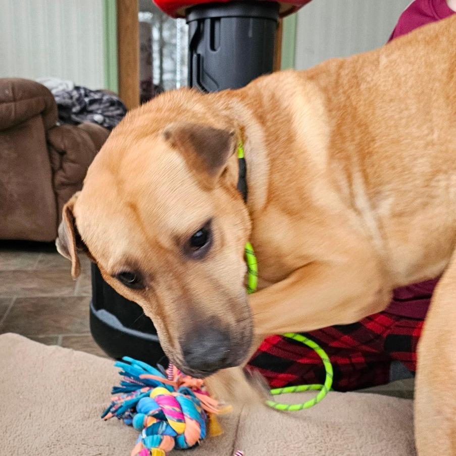 Enlarge Skull, a Adoptable mixed breed in Alexandria, VA image 6/6