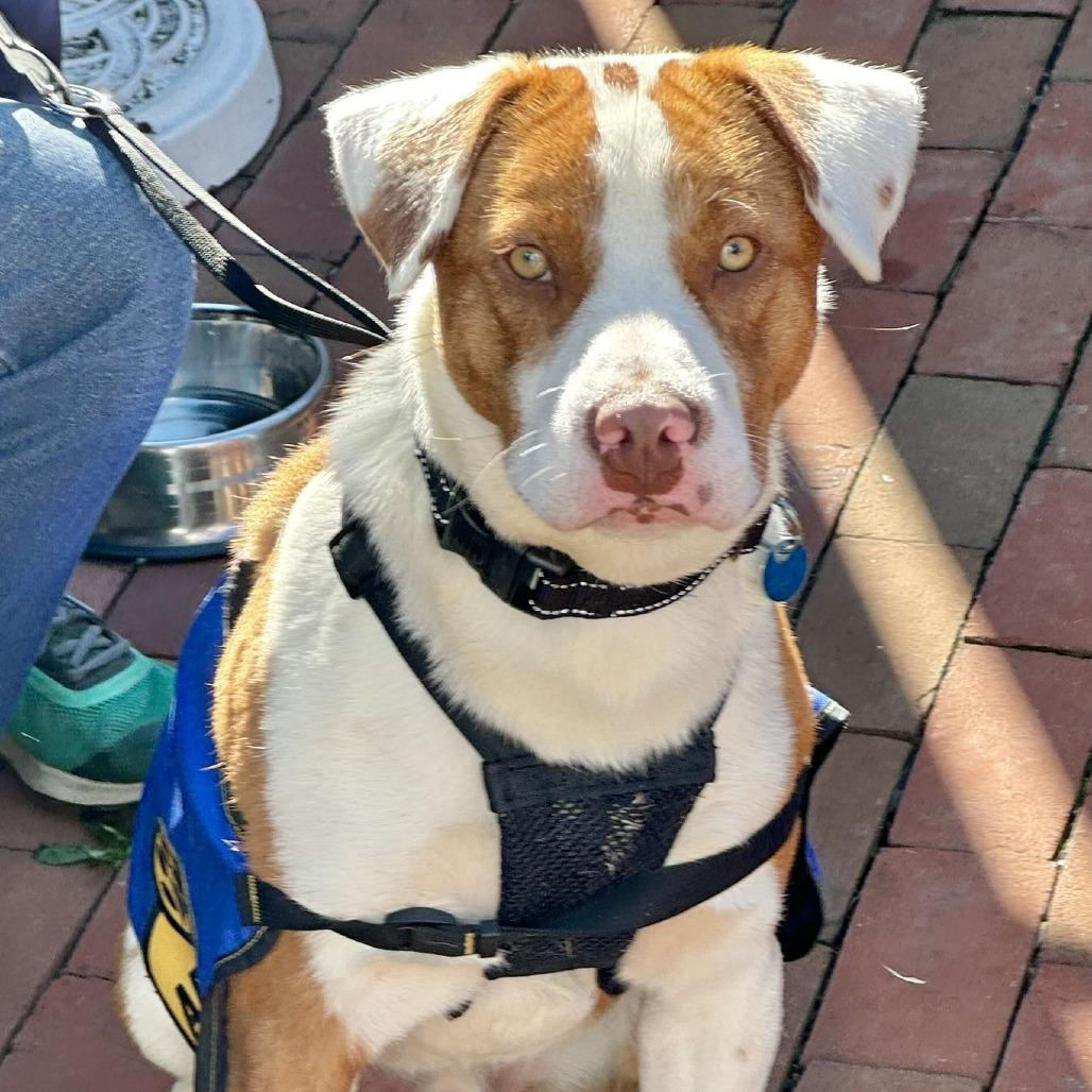 Barney, Adoptable, Young Male English Bulldog & Mixed Breed.