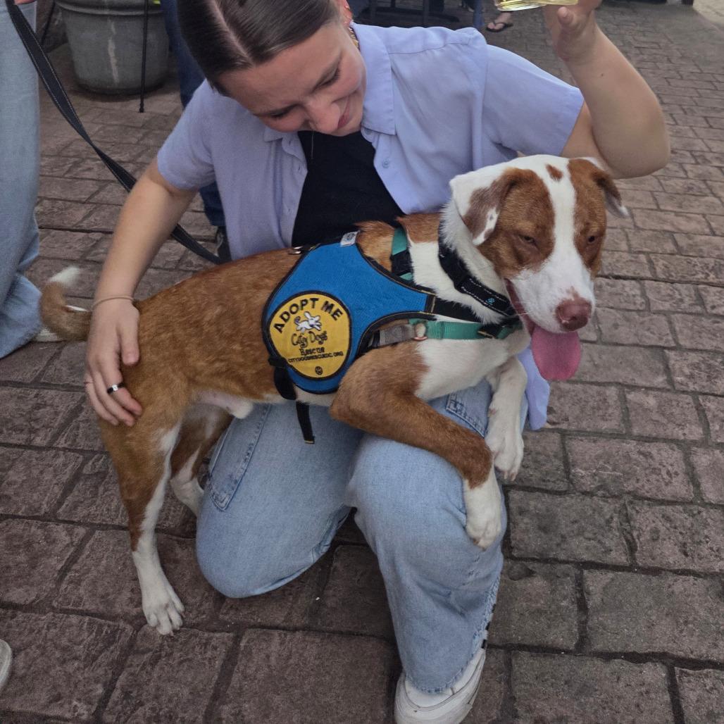 Barney, a Adoptable mixed breed in Washington, DC image 2/6