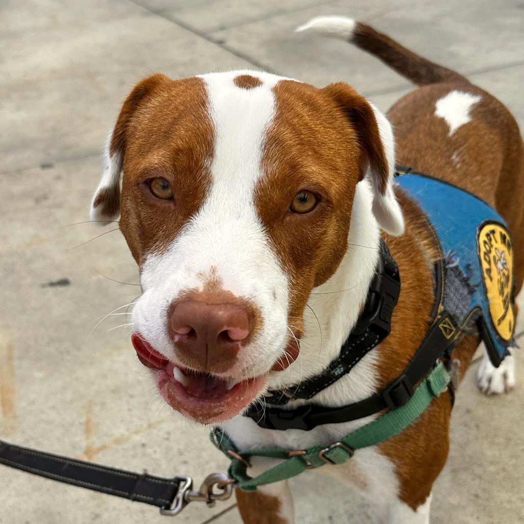 Barney, Adoptable, Young Male English Bulldog & Mixed Breed.