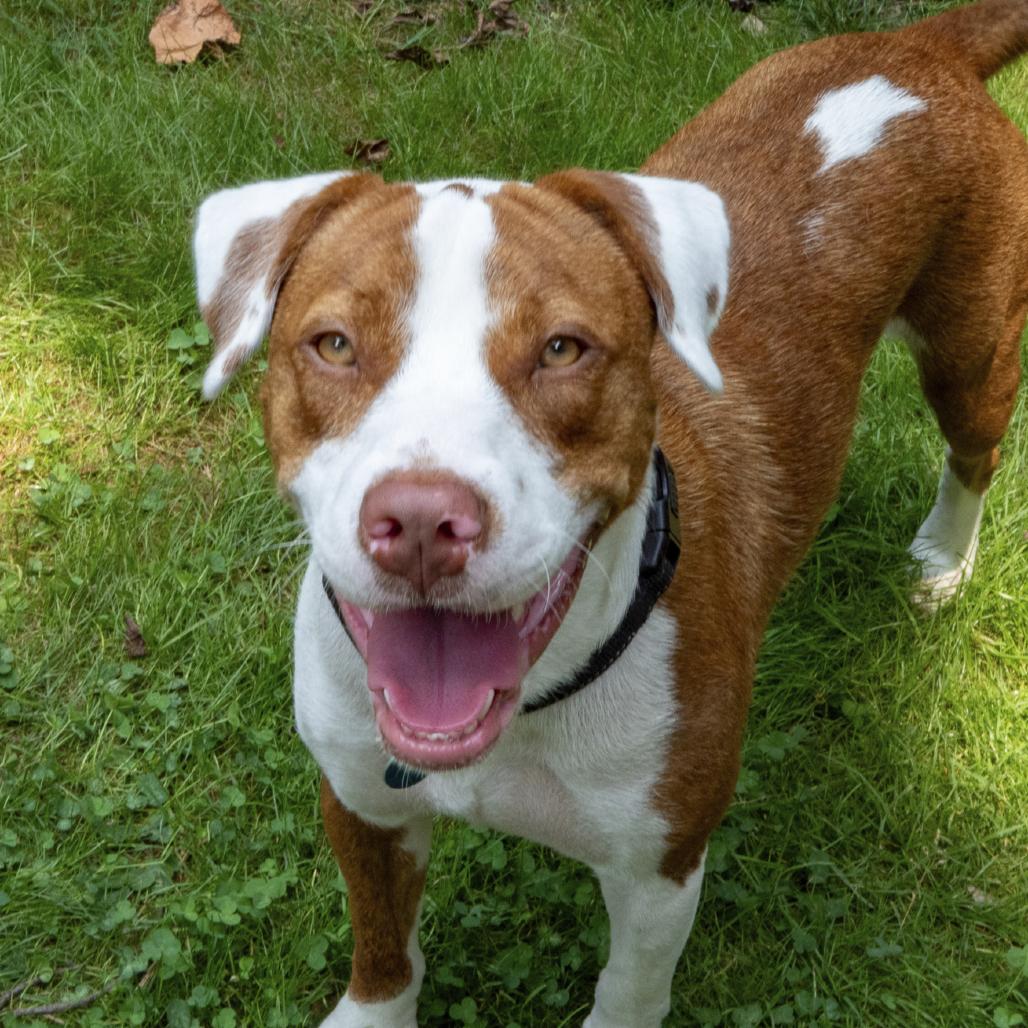 Barney, Adoptable, Young Male English Bulldog & Mixed Breed.
