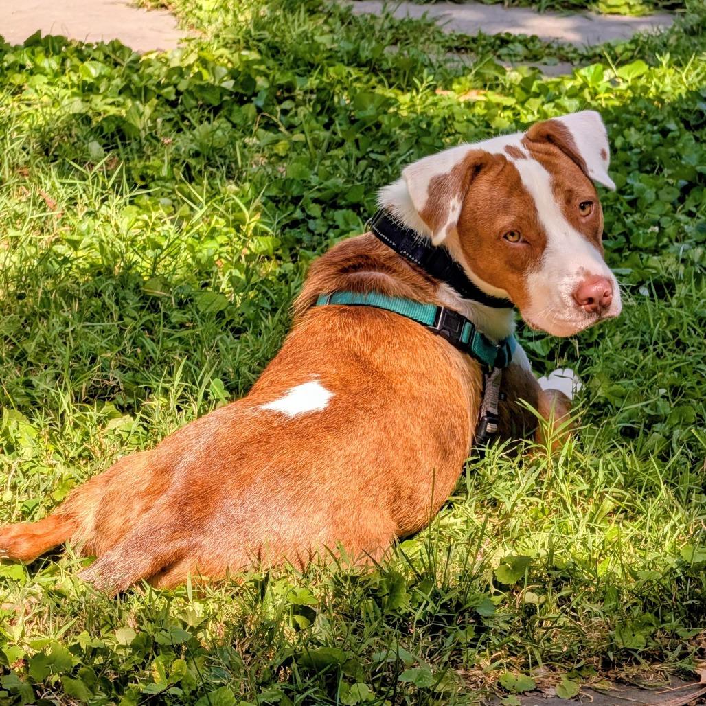 Barney, a Adoptable mixed breed in Washington, DC image 1/5