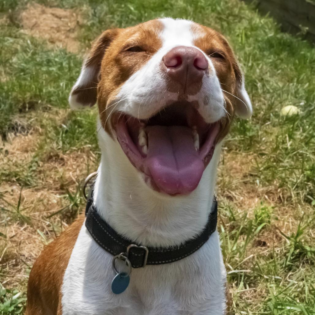 Barney, a Adoptable mixed breed in Washington, DC image 2/5