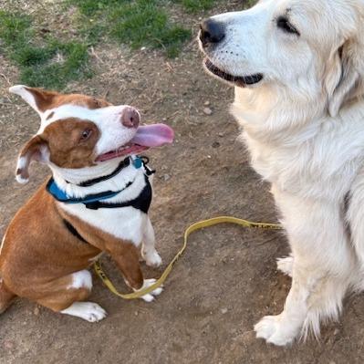 Barney, a Adoptable mixed breed in Washington, DC image 3/6
