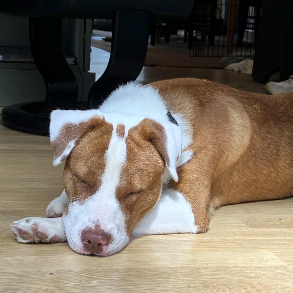 Barney, a Adoptable mixed breed in Washington, DC image 4/6