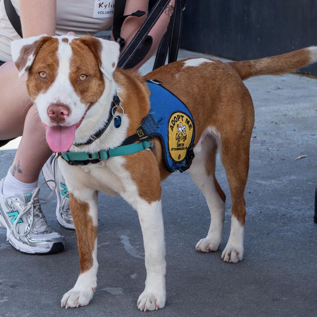 Barney, a Adoptable mixed breed in Washington, DC image 5/6