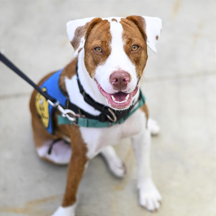 Barney, a Adoptable mixed breed in Washington, DC image 4/5