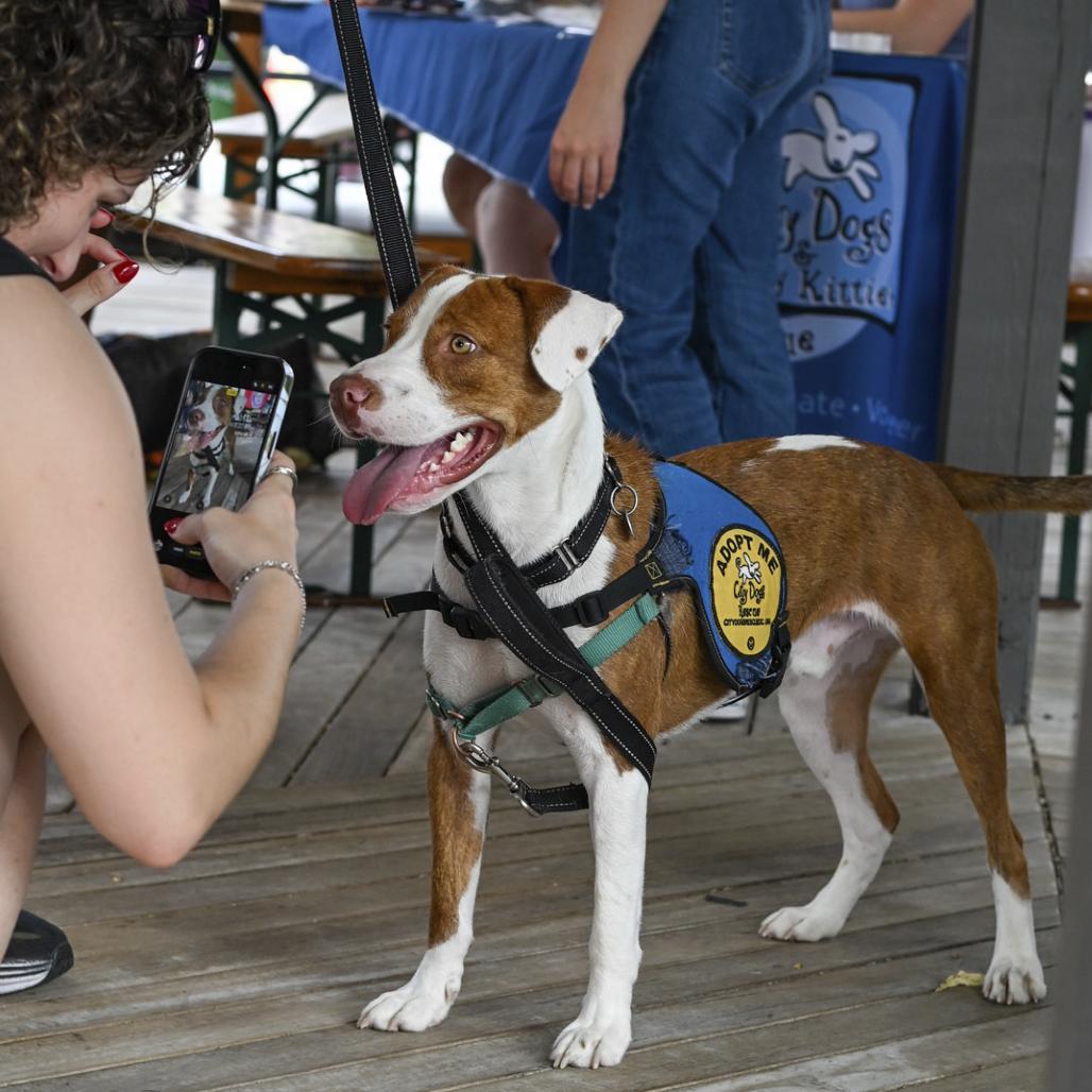 Barney, a Adoptable mixed breed in Washington, DC image 5/5