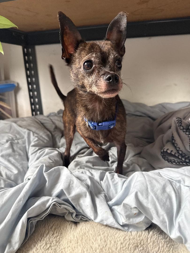 Fern, adoptable, Senior Female Chihuahua.