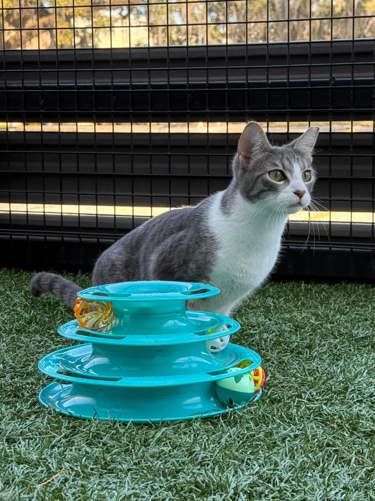 Raspberry, Adoptable, Young Female Domestic Short Hair.