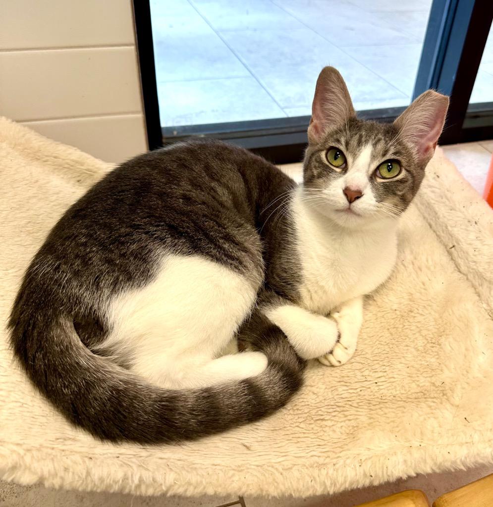 Raspberry, Adoptable, Young Female Domestic Short Hair.