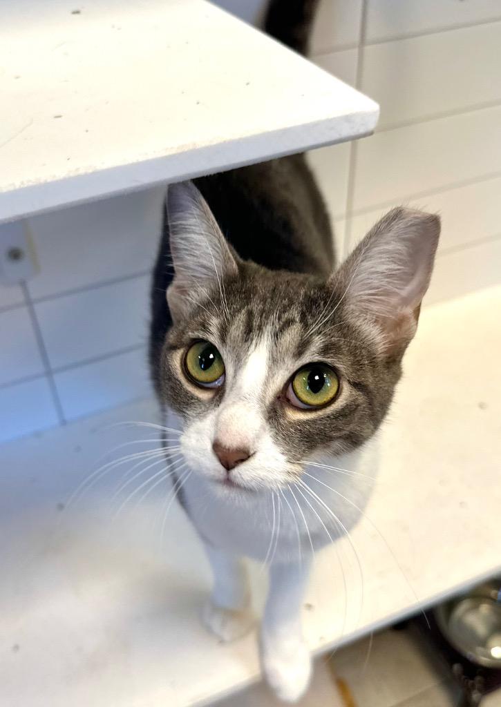 Enlarge Raspberry, a Adoptable mixed breed in New Orleans, LA image 2/6