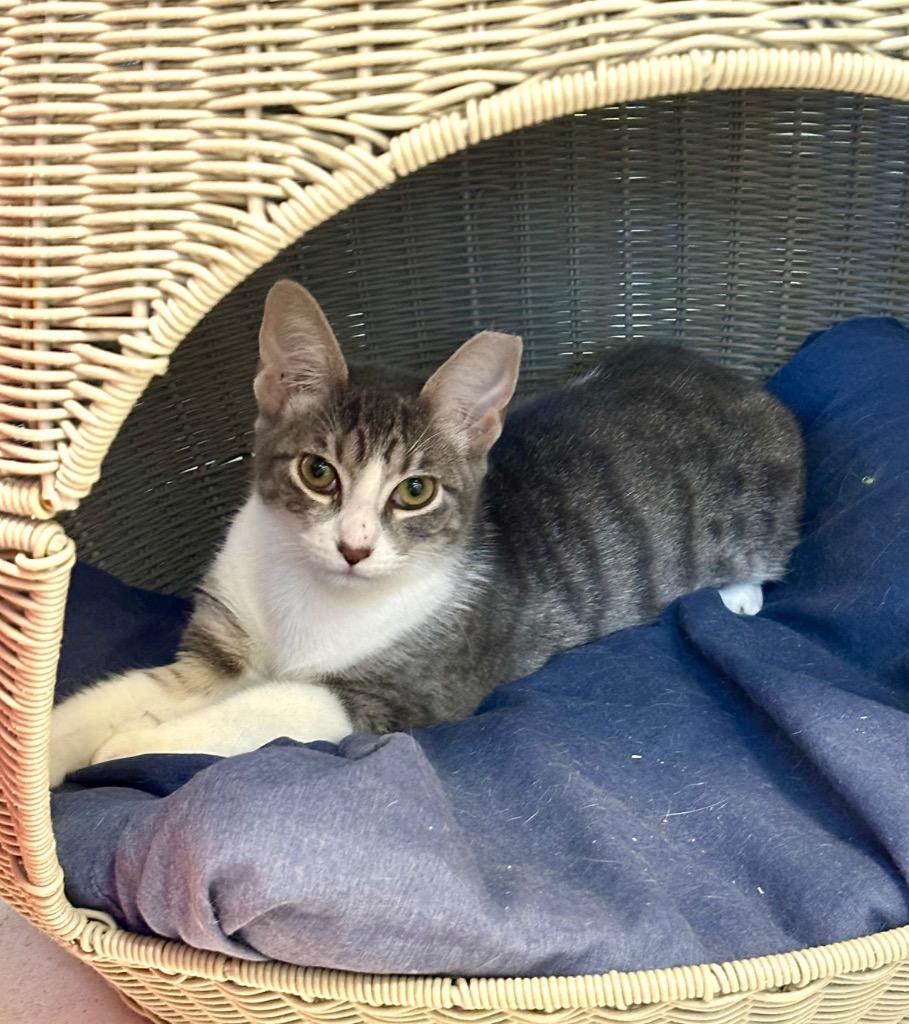 Enlarge Raspberry, a Adoptable mixed breed in New Orleans, LA image 3/6