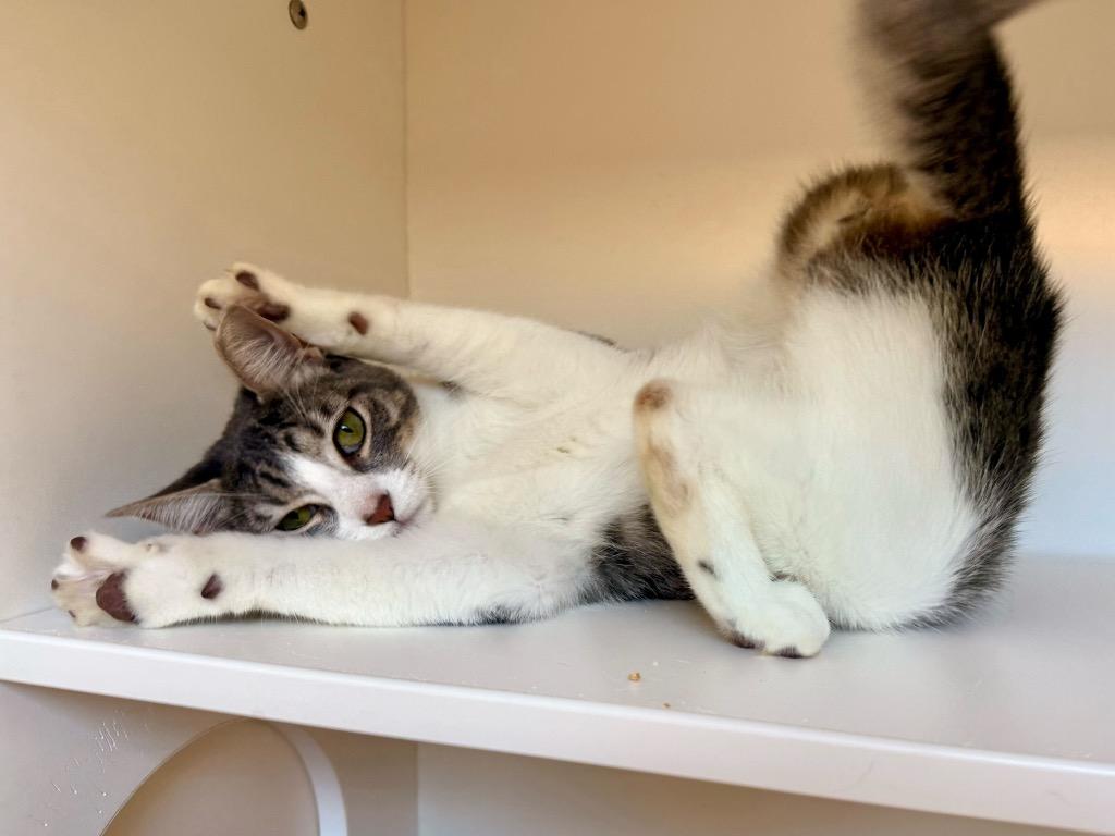 Enlarge Raspberry, a Adoptable mixed breed in New Orleans, LA image 5/6