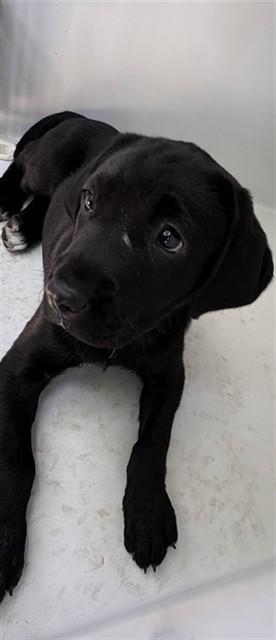 Enlarge RICOTTA, a Adoptable mixed breed in Augusta, GA image 1/1
