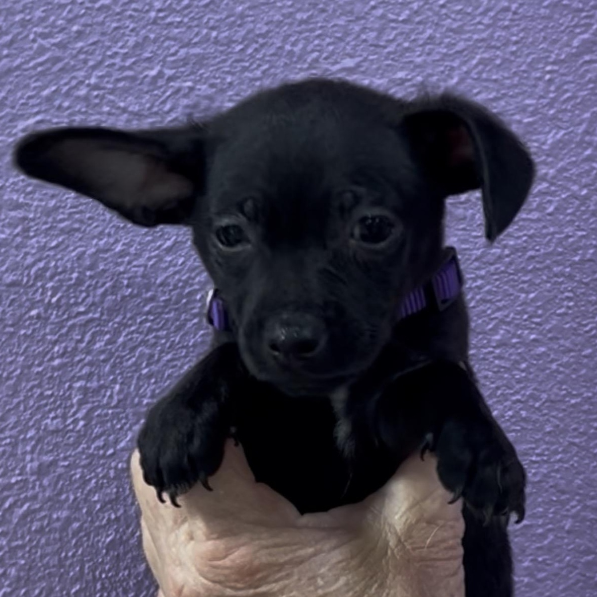 Buckeye, Adoptable, Puppy Male Chihuahua.