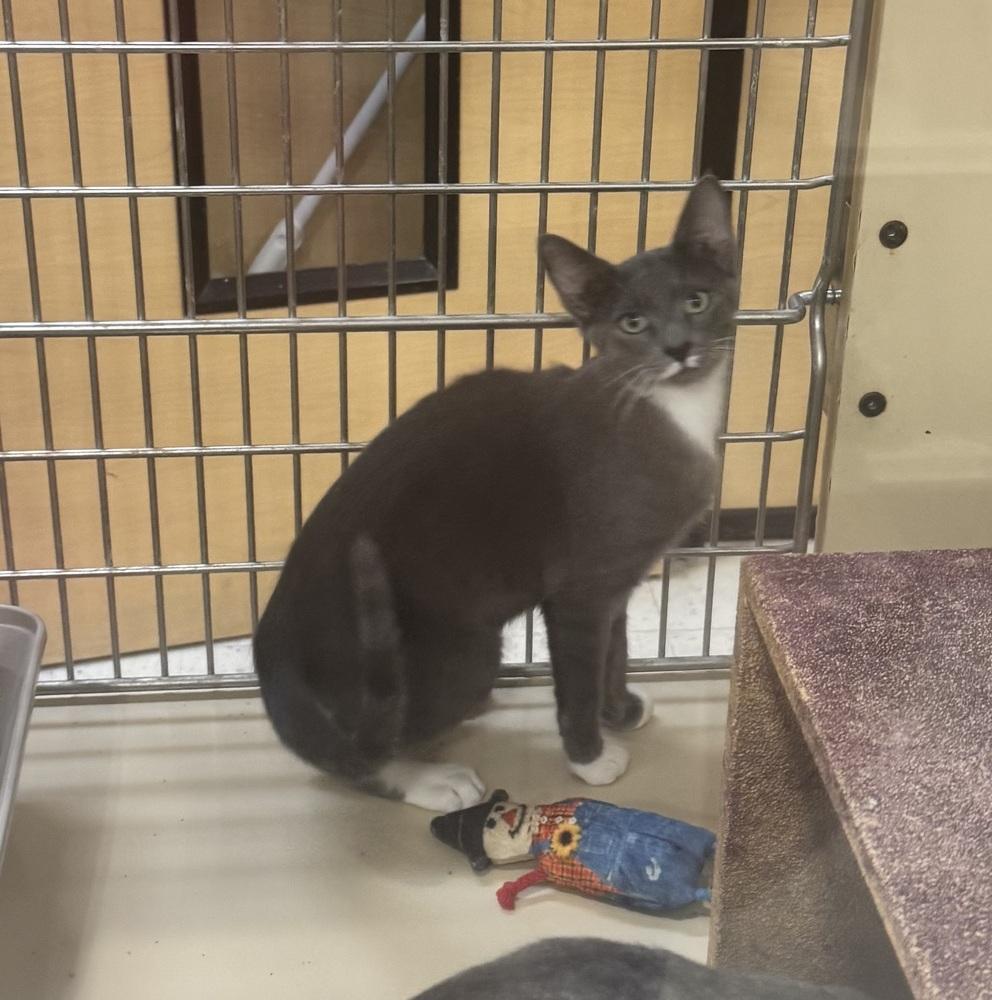 Enlarge Boots, a Adoptable mixed breed in Plumerville, AR image 1/1