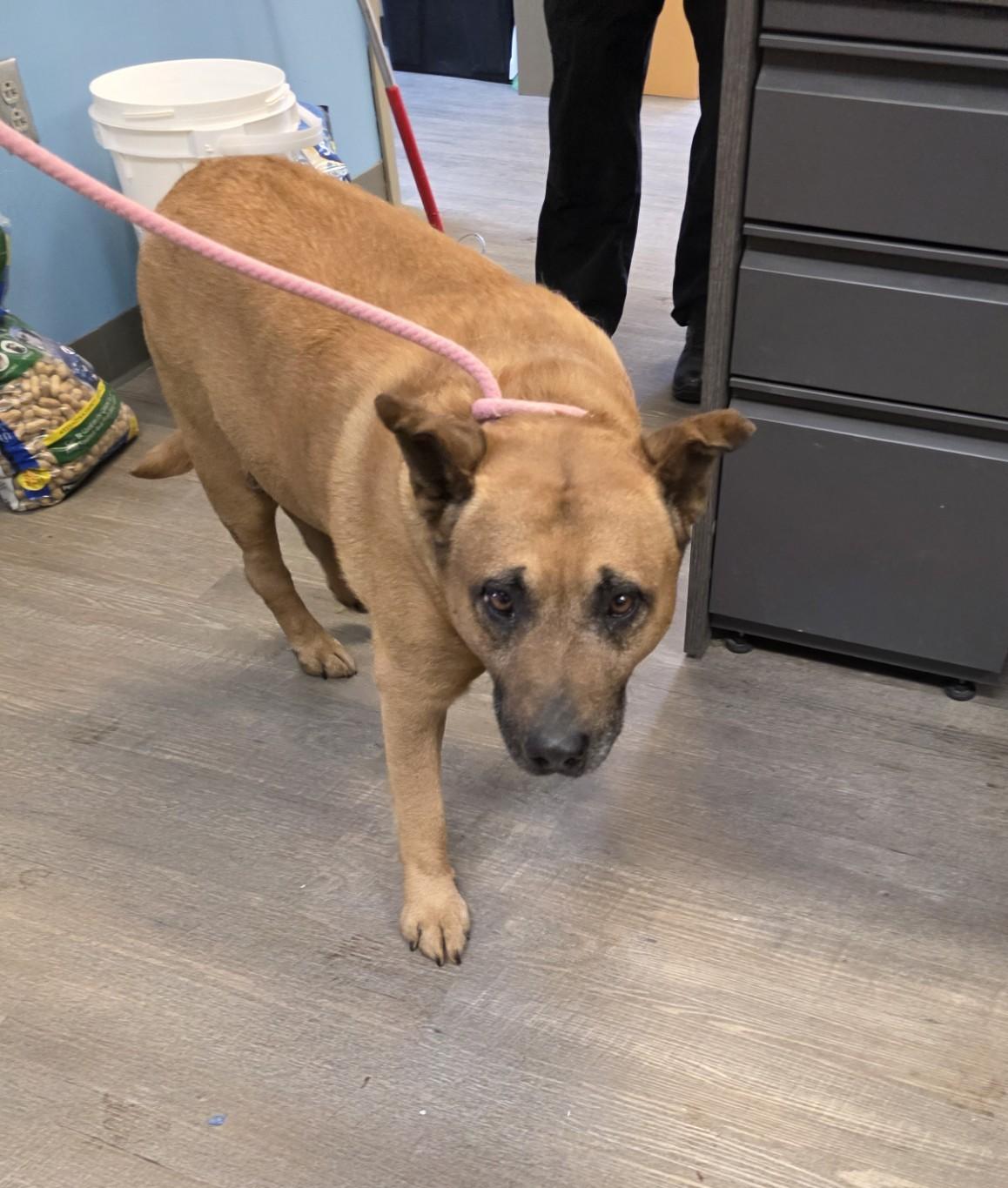 26-0170 "Chunk Norris", ADOPTABLE, Adult Male German Shepherd Dog.