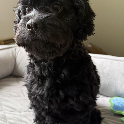 Enlarge Indiana 26039, a Adoptable Cockapoo in Parker, CO image 1/3