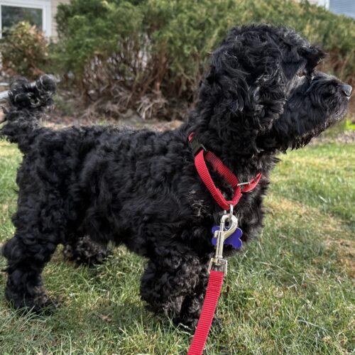 Enlarge Indiana 26039, a Adoptable Cockapoo in Parker, CO image 2/3