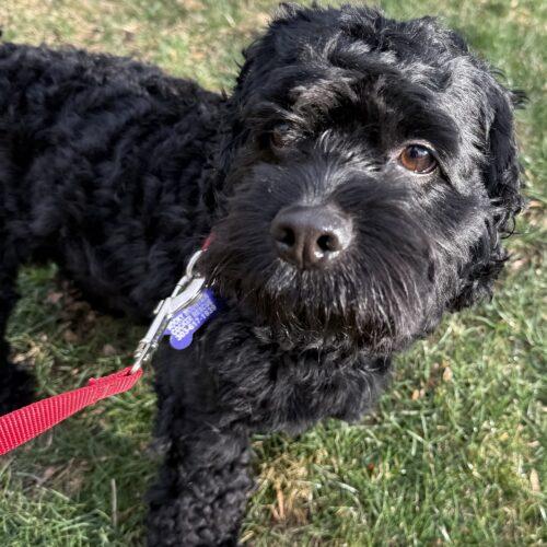 Enlarge Indiana 26039, a Adoptable Cockapoo in Parker, CO image 3/3
