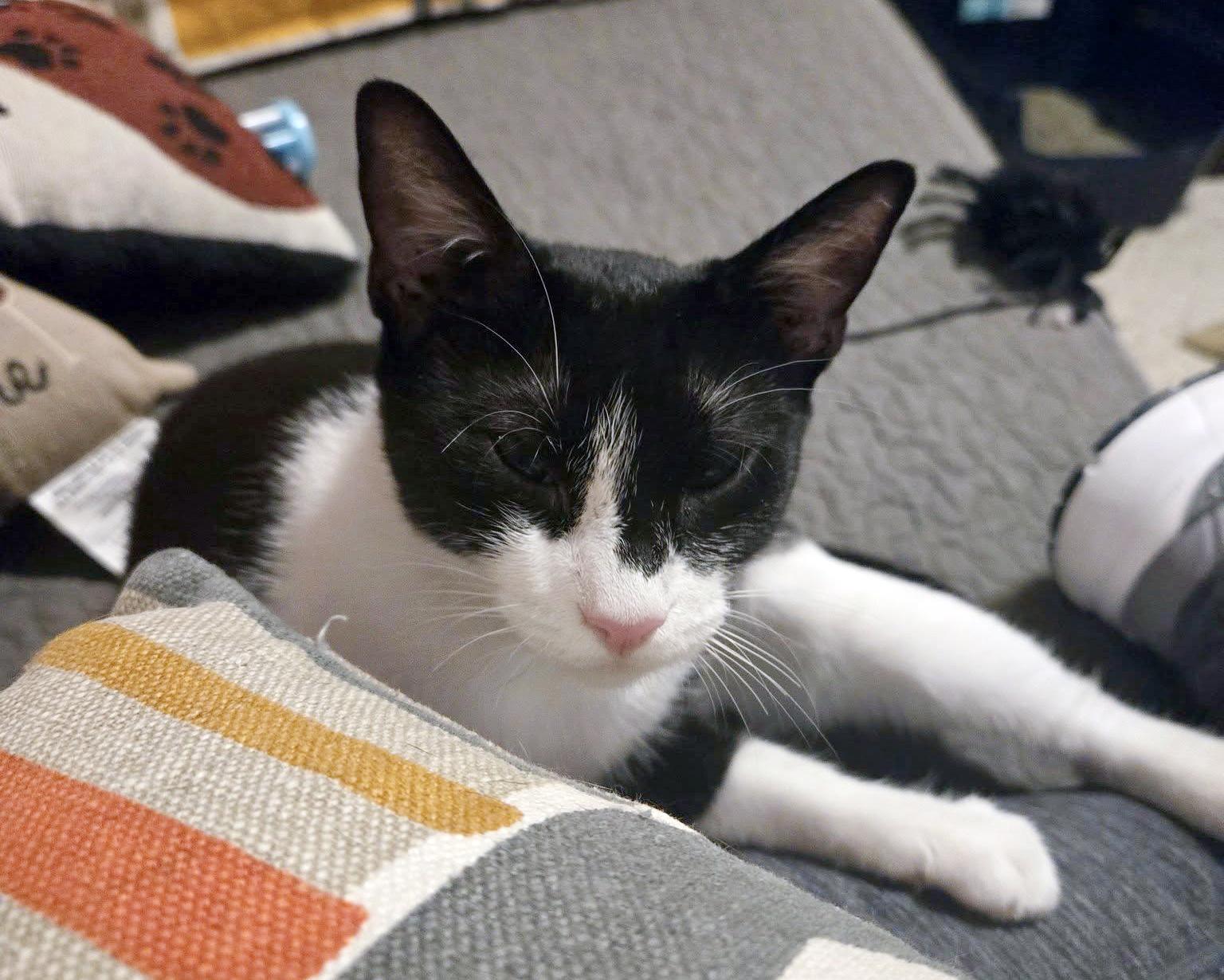 Harlequin, Young Female Domestic Short Hair