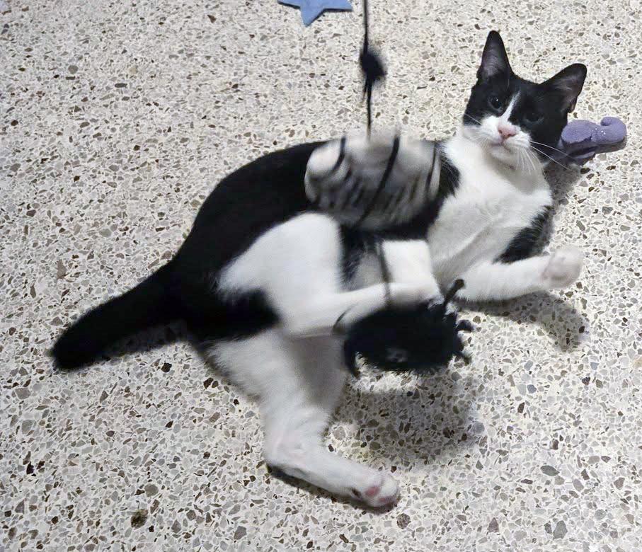 Harlequin, a Adoptable mixed breed in Lake Monroe, FL image 2/6