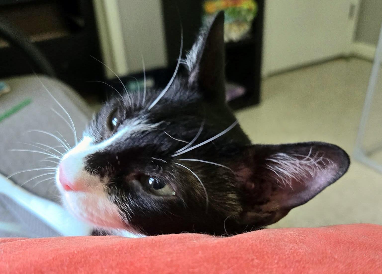 Harlequin, a Adoptable mixed breed in Lake Monroe, FL image 3/6