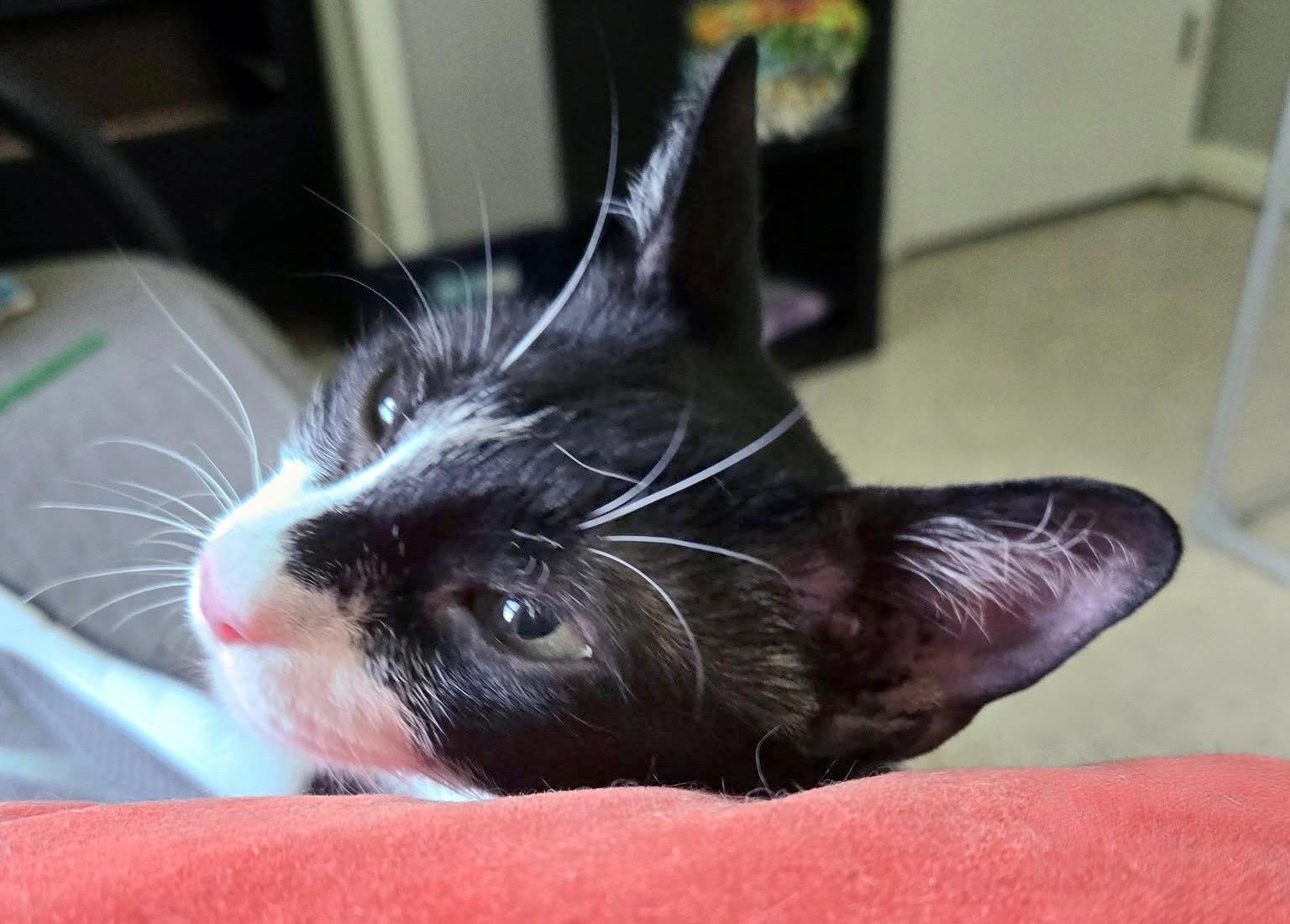 Enlarge Harlequin, a Adoptable mixed breed in Lake Monroe, FL image 6/6