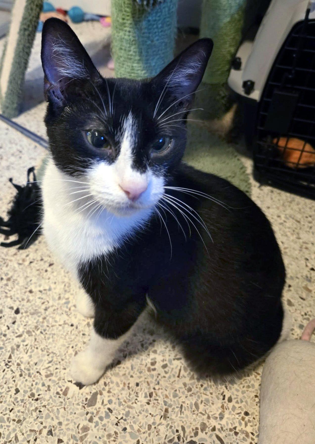 Enlarge Harlequin, a Adoptable mixed breed in Lake Monroe, FL image 2/6