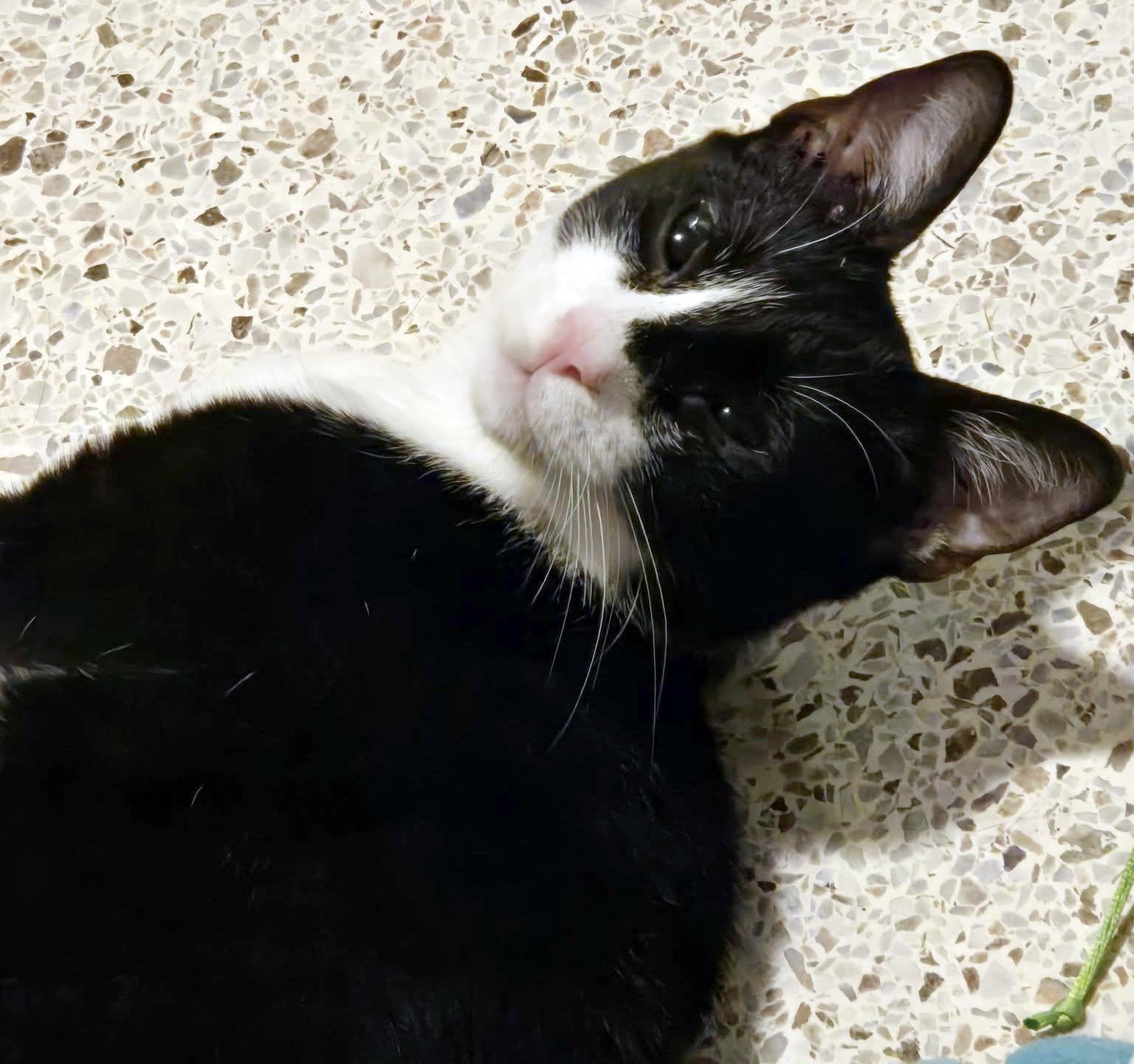 Harlequin, a Adoptable mixed breed in Lake Monroe, FL image 4/6