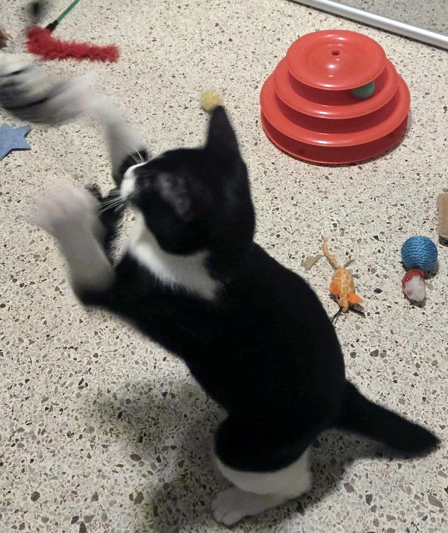 Harlequin, a Adoptable mixed breed in Lake Monroe, FL image 5/6