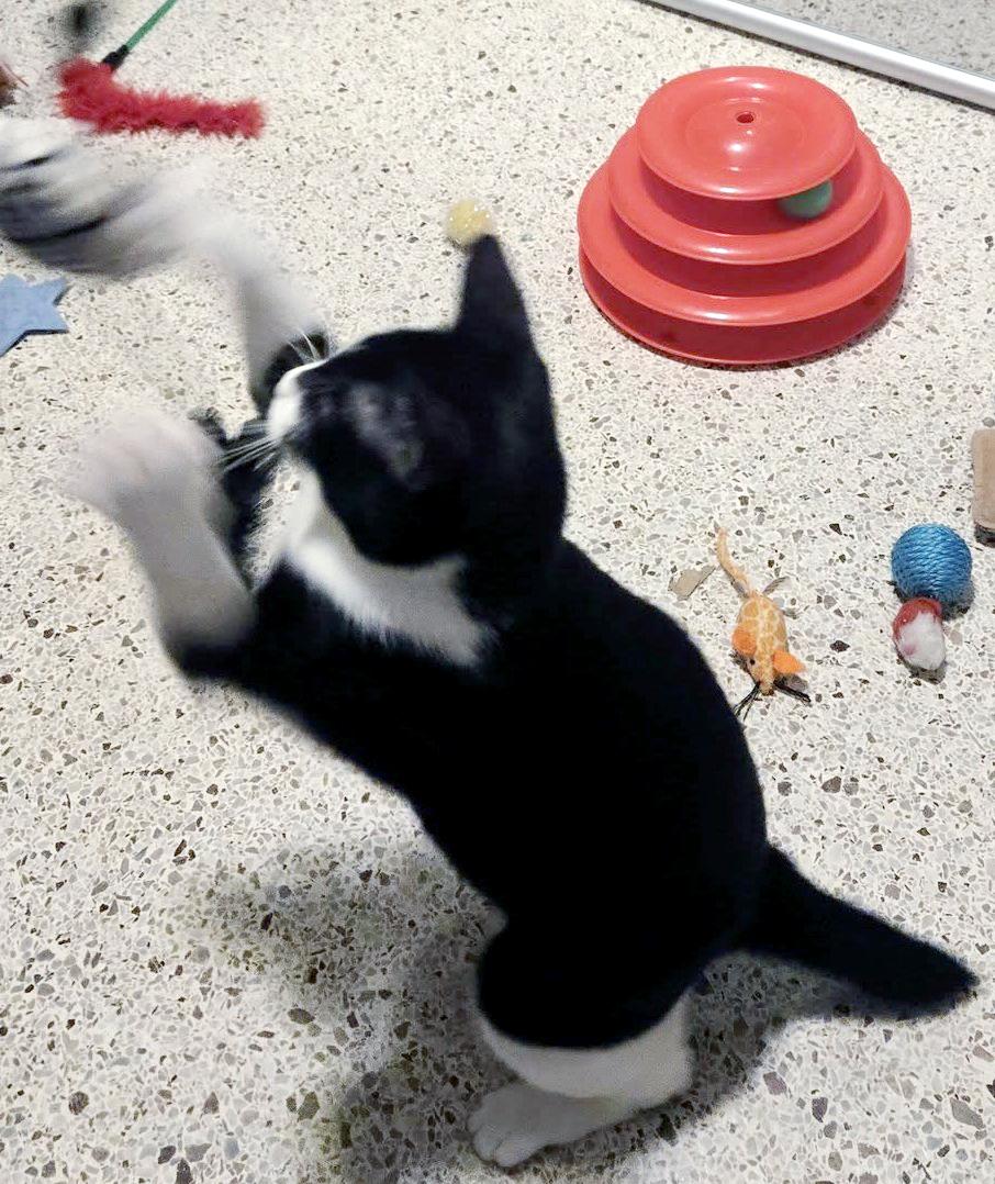 Enlarge Harlequin, a Adoptable mixed breed in Lake Monroe, FL image 5/6