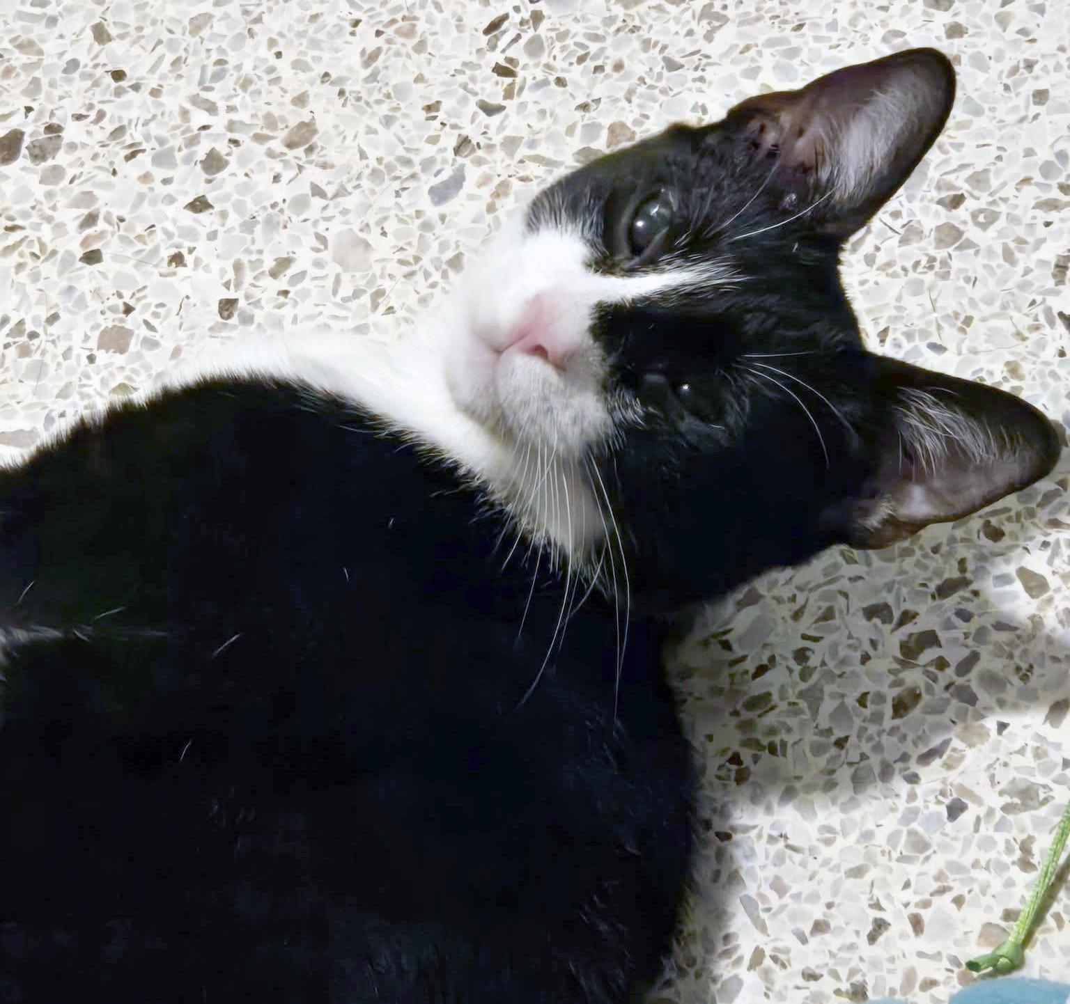 Enlarge Harlequin, a Adoptable mixed breed in Lake Monroe, FL image 4/6