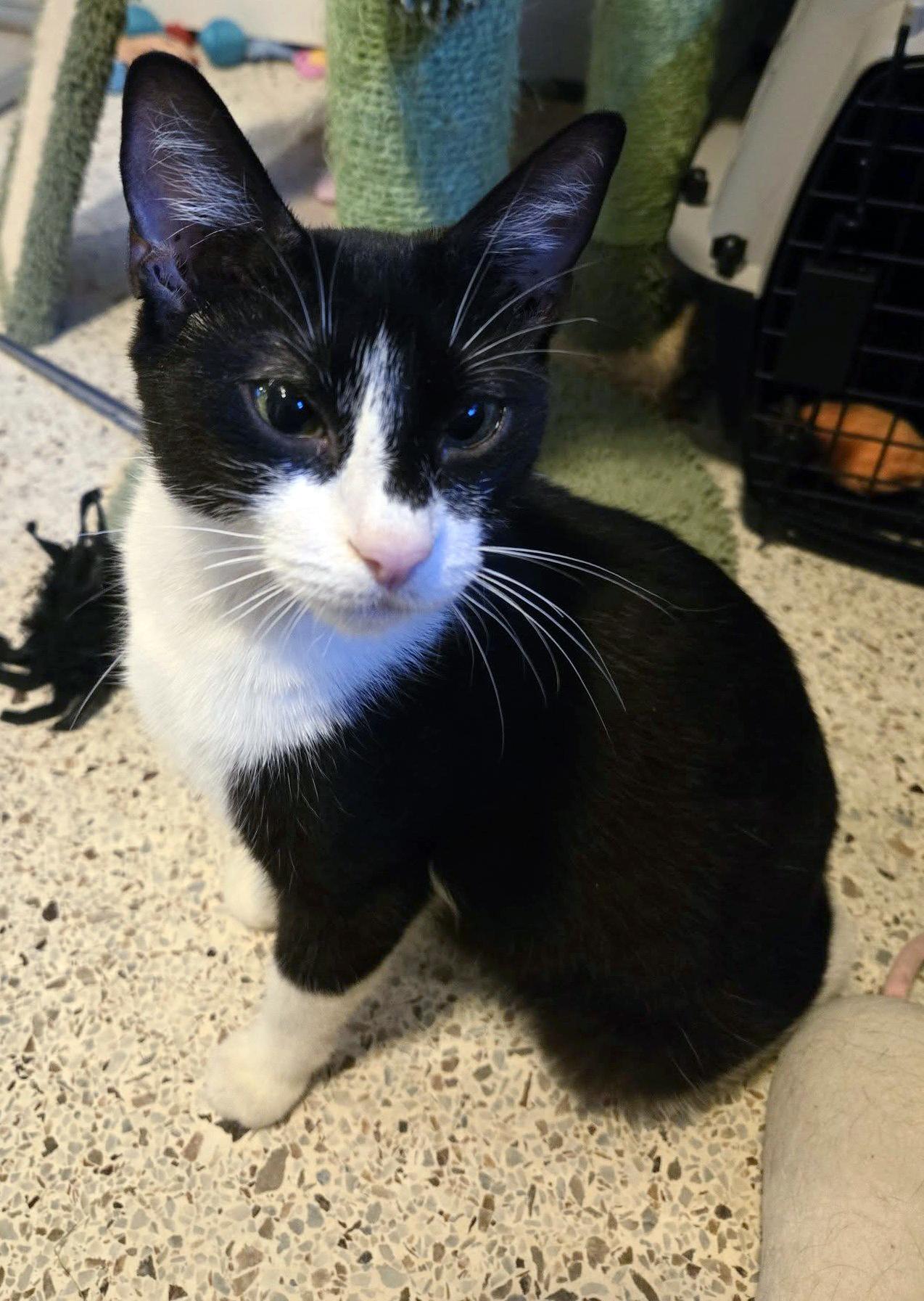 Harlequin, a Adoptable mixed breed in Lake Monroe, FL image 6/6