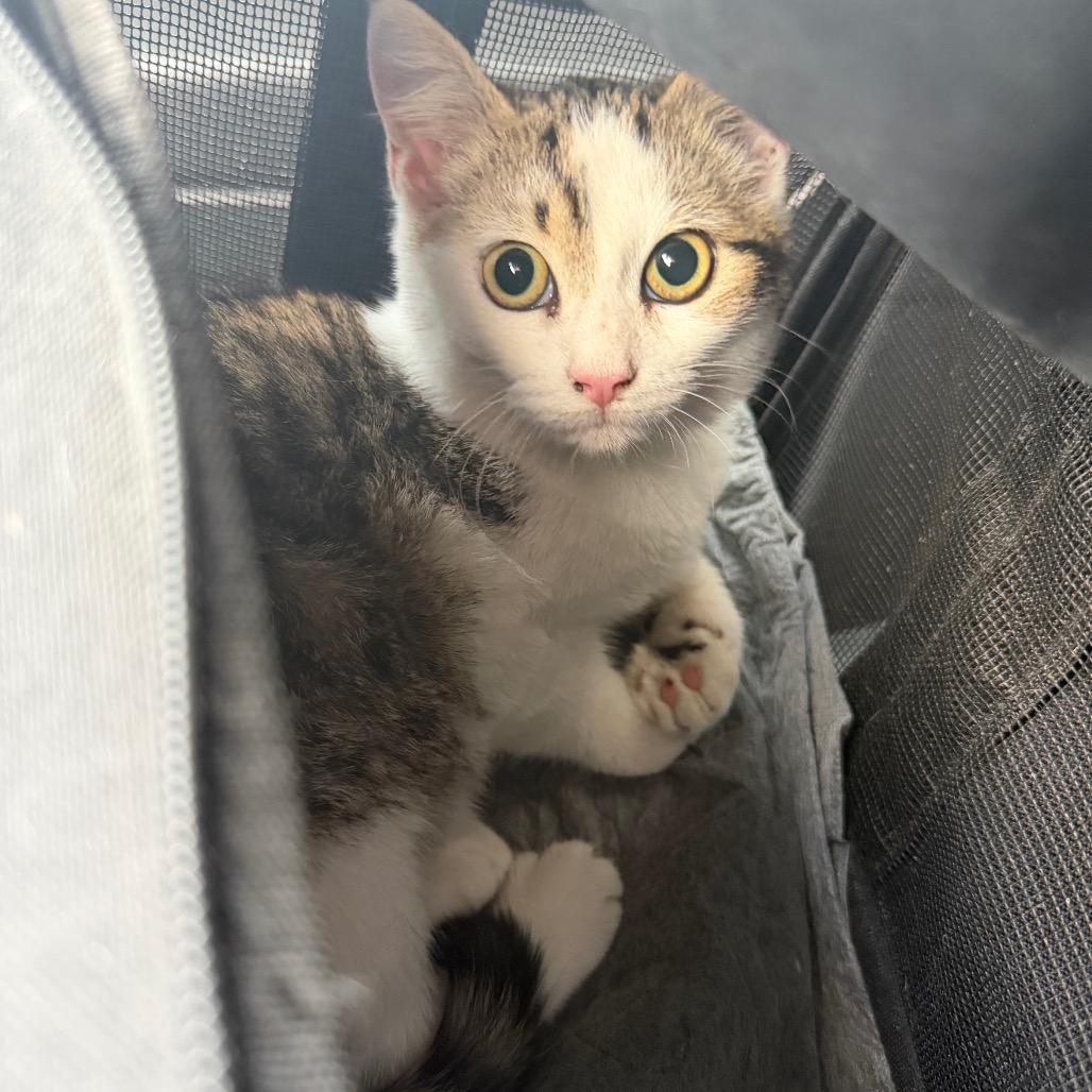 Louise — thumbnail 4