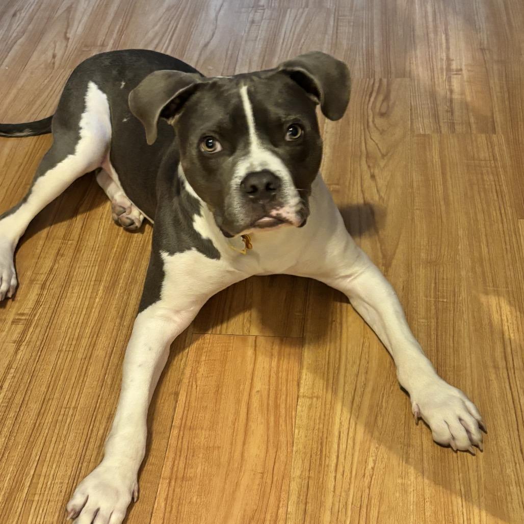 Enlarge Platypus "Pladdy", a Adoptable Pit Bull Terrier in Avon, OH image 2/6