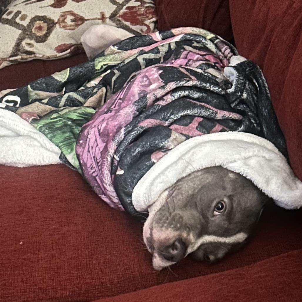 Enlarge Platypus "Pladdy", a Adoptable Pit Bull Terrier in Avon, OH image 5/6