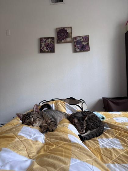 Teller, Adoptable, Kitten Male Domestic Short Hair & Domestic Short Hair.