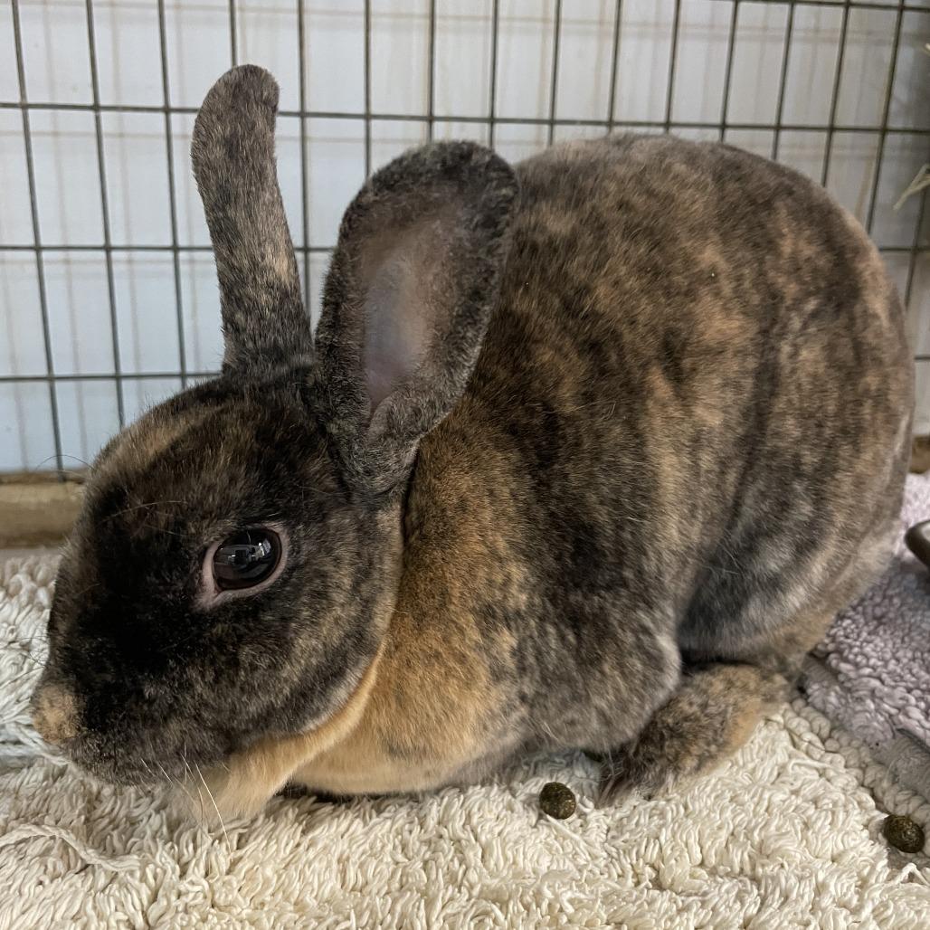 Bosie, Adoptable, Young Female Mini Rex.
