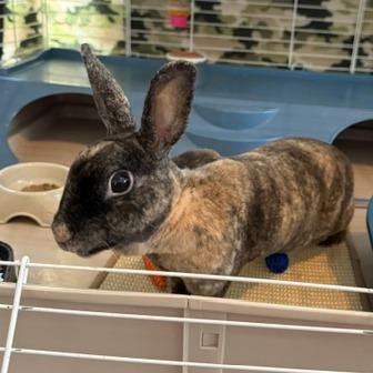 Enlarge Bosie, a Adoptable Mini Rex in Madison, WI image 2/2
