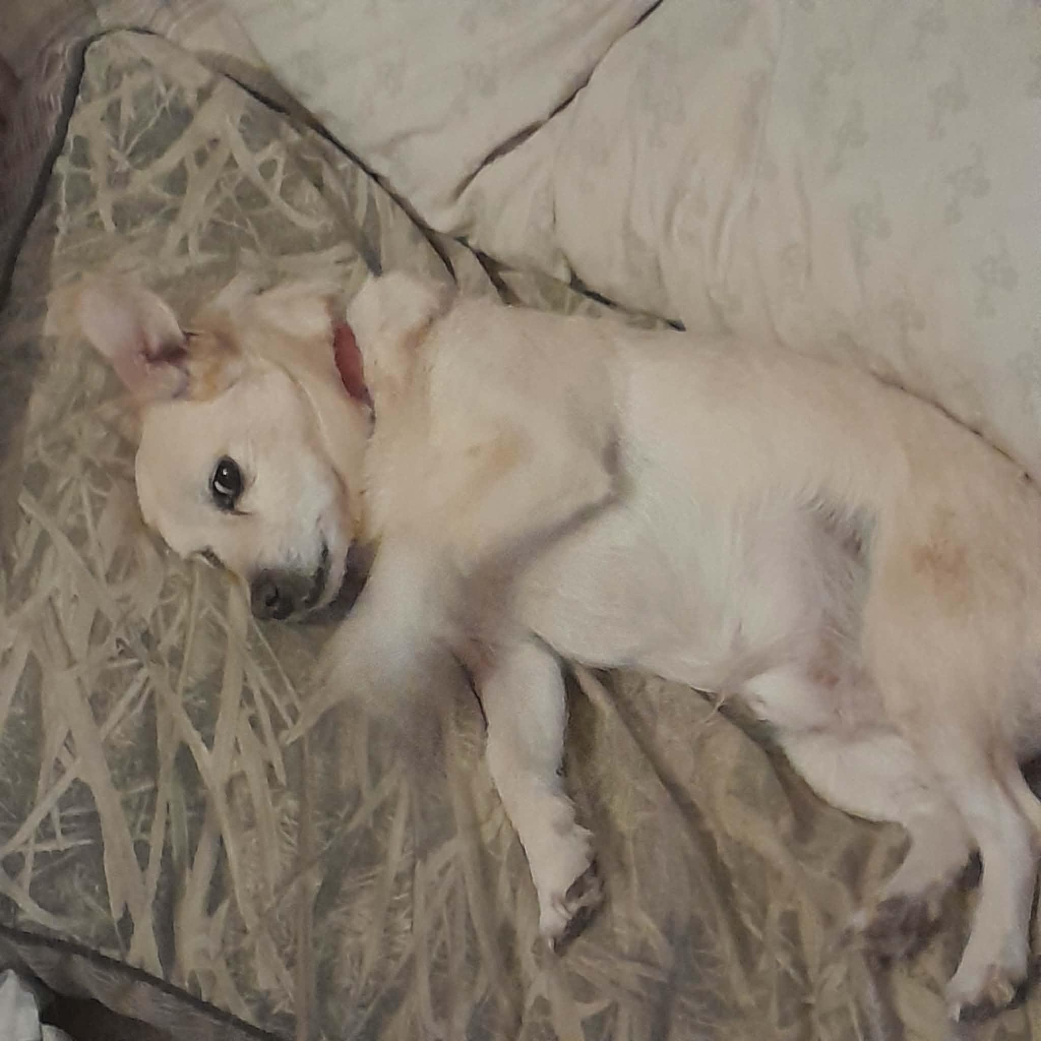 Enlarge Courtesy Posting Snoopy, a ADOPTABLE mixed breed in Middletown, NJ image 2/3