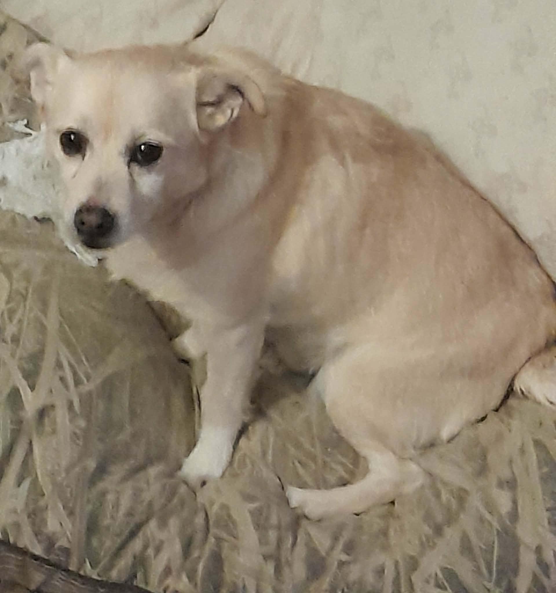 Enlarge Courtesy Posting Snoopy, a ADOPTABLE mixed breed in Middletown, NJ image 3/3