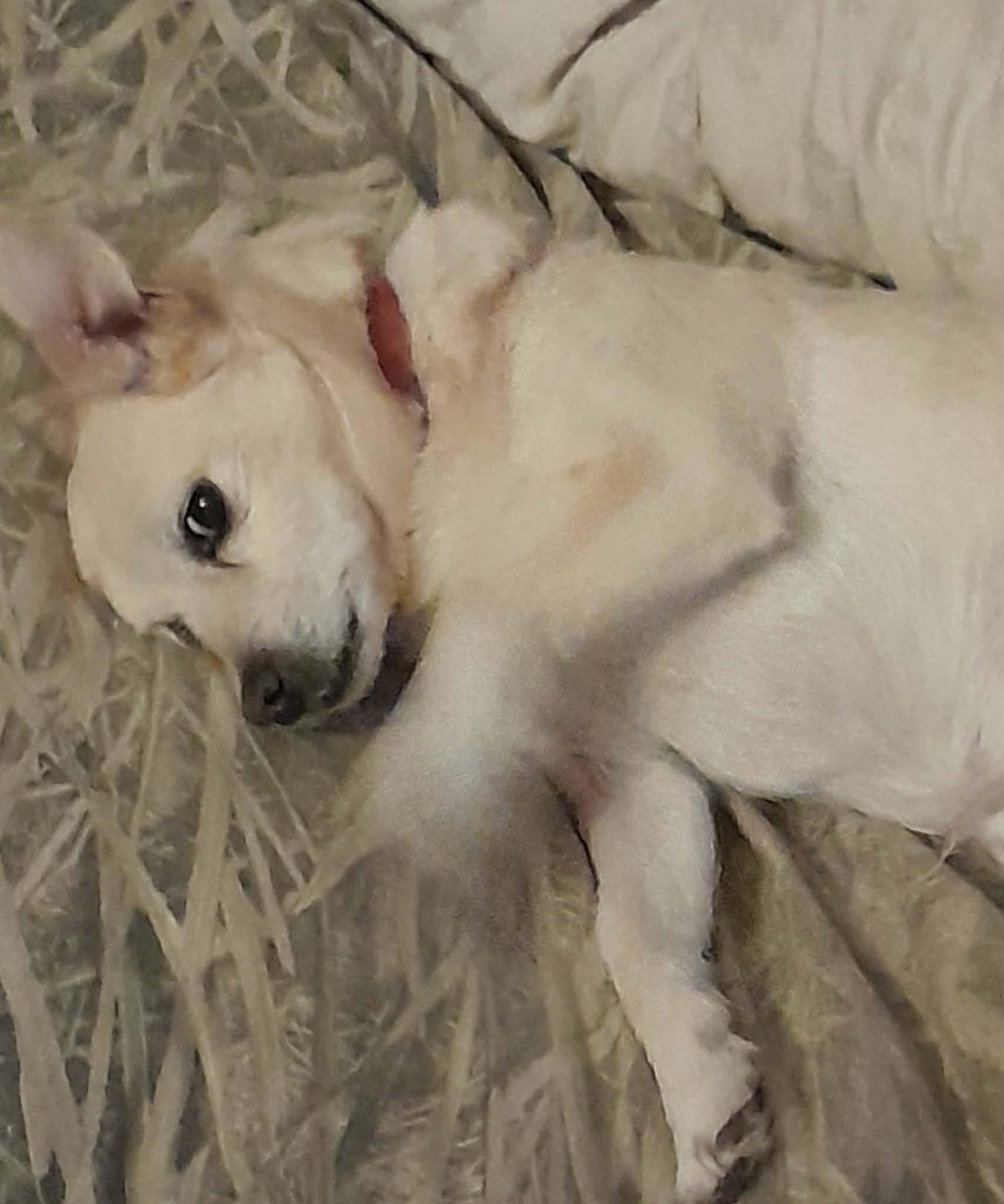 Enlarge Courtesy Posting Snoopy, a ADOPTABLE mixed breed in Middletown, NJ image 1/3